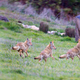 Image for article titled How To Keep Your Pets Safe From Coyotes